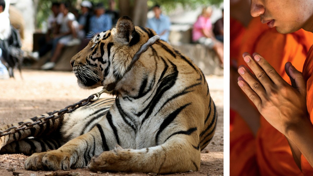 I Thailand har 87 tigrar har dött. Tigrarna användes tidigare till populär turistattraktion.